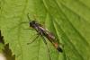 Ammophila heydeni